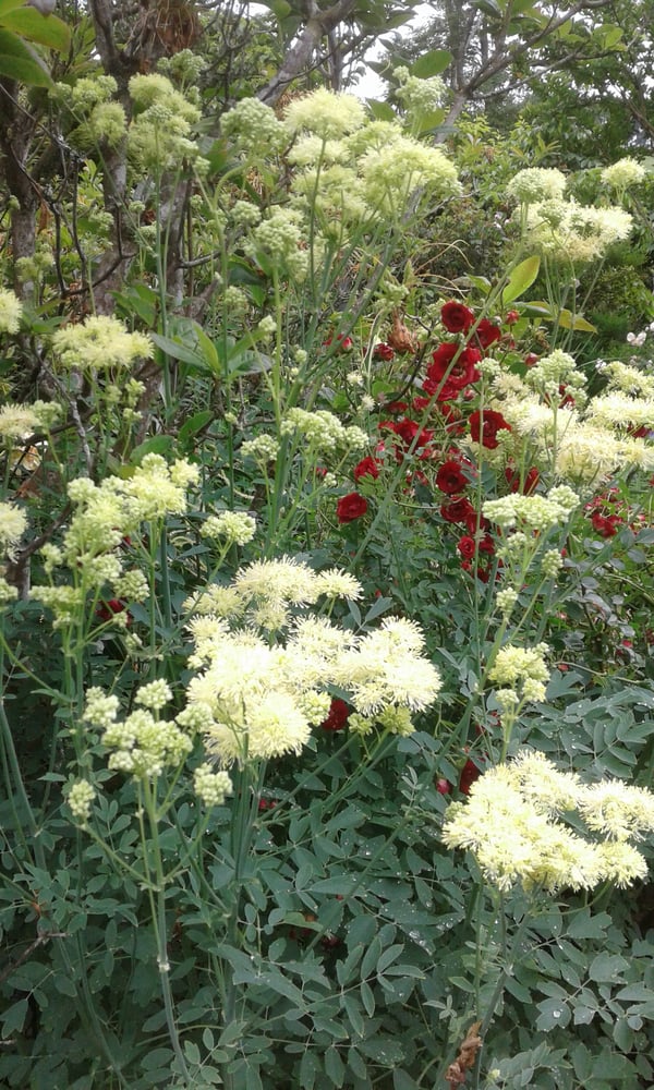 Image of Thalictrum flavum subsp. glaucum (Yellow Meadow Rue)