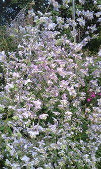 Thalictrum delavayi (Chinese Meadow Rue)