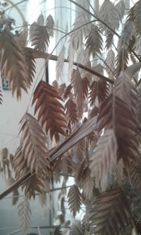 Image 1 of Chasmanthium latifolium (Northern Sea Oats)