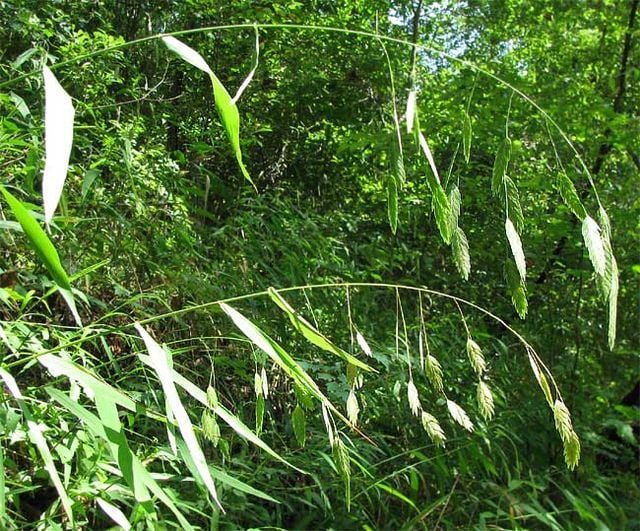 Image of Chasmanthium latifolium (Northern Sea Oats)