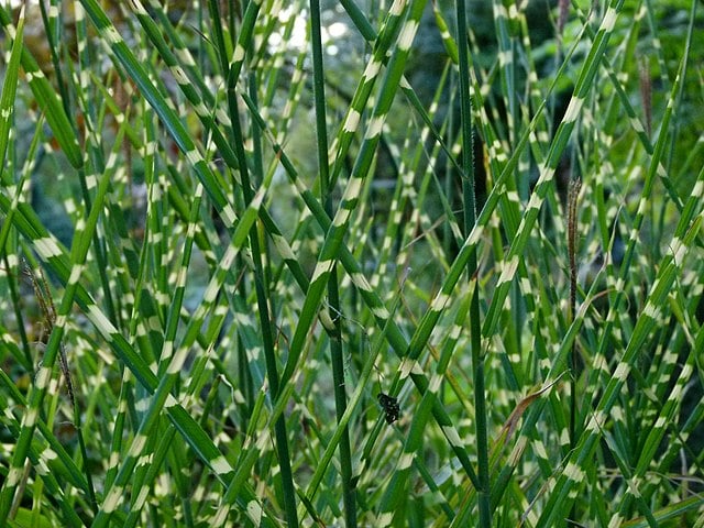 Image of Miscanthus sinensis 'Zebrinus' (Zebra Grass)