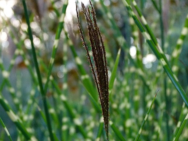 Image of Miscanthus sinensis 'Zebrinus' (Zebra Grass)