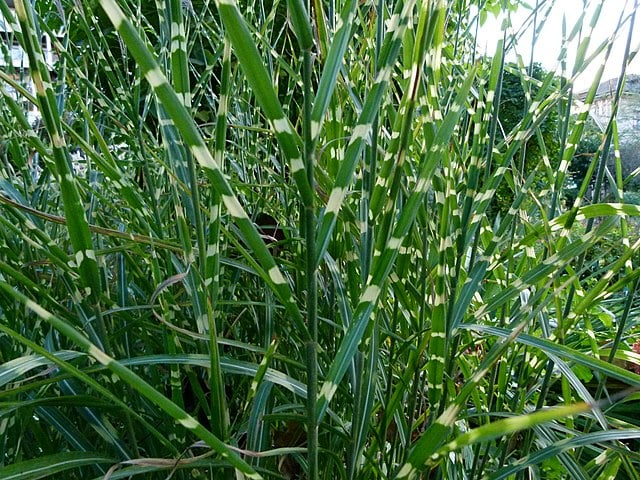 Miscanthus sinensis 'Zebrinus' (Zebra Grass) | Bloomin' Plants and Stitches