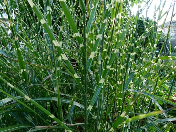 Image of Miscanthus sinensis 'Zebrinus' (Zebra Grass)