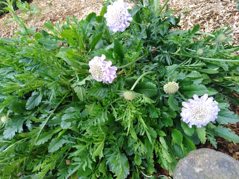 Image of Scabiosa (Pincushion flower)- (Name unknown)