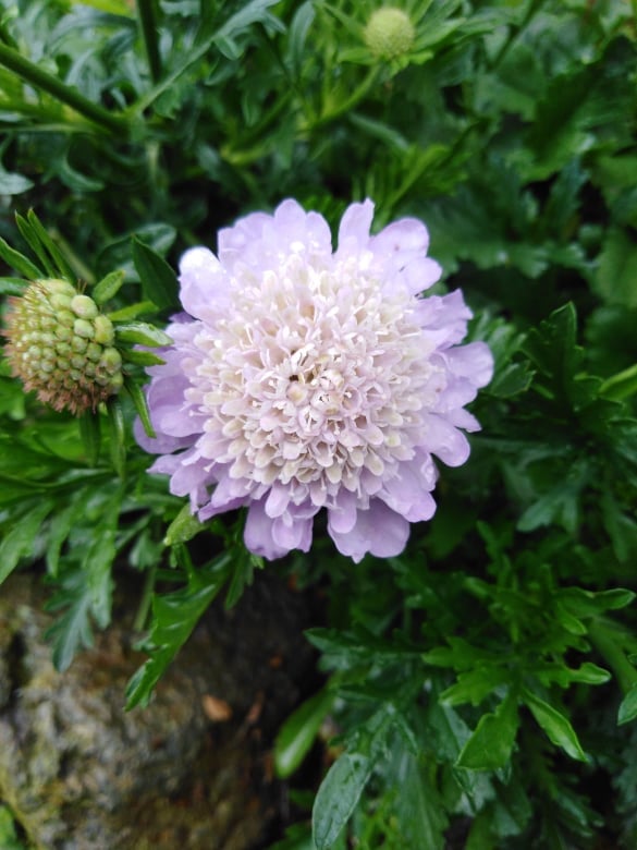 Image of Scabiosa (Pincushion flower)- (Name unknown)