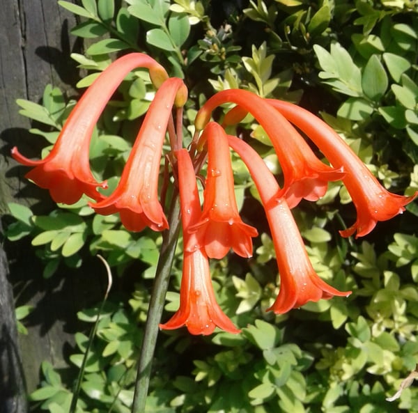Image of Cyrtanthus mackenii (Red flower)