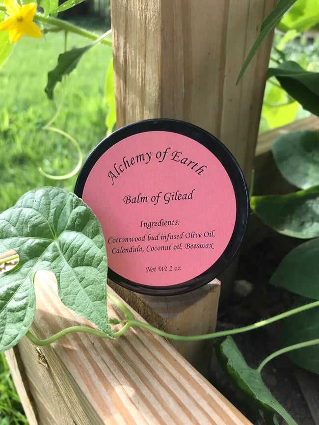 Balm of Gilead