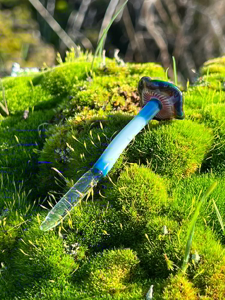 Image of Blue Staining Mushroom Plant Spike 5