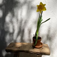 Daffodil (single)