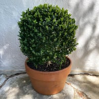 English Box | Topiary Ball (medium)