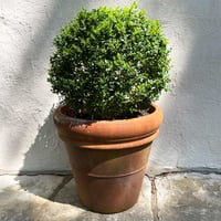 English Box | Topiary Ball (large)
