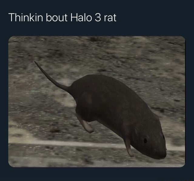 Rat