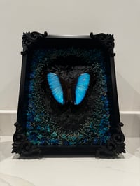 Image 2 of Blue Morpho