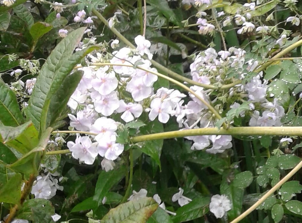 Image of Phlox paniculata 'Snowman'