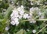 Phlox paniculata 'Snowman'