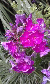 Phlox paniculata 'Vintage Wine'