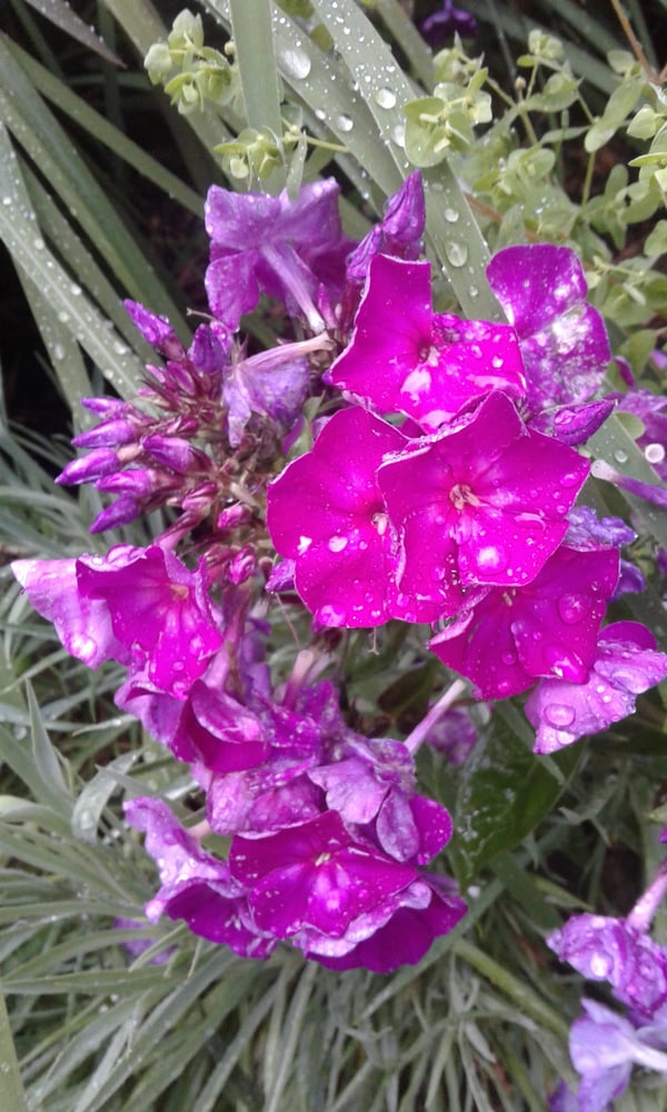 Image of Phlox paniculata 'Vintage Wine'