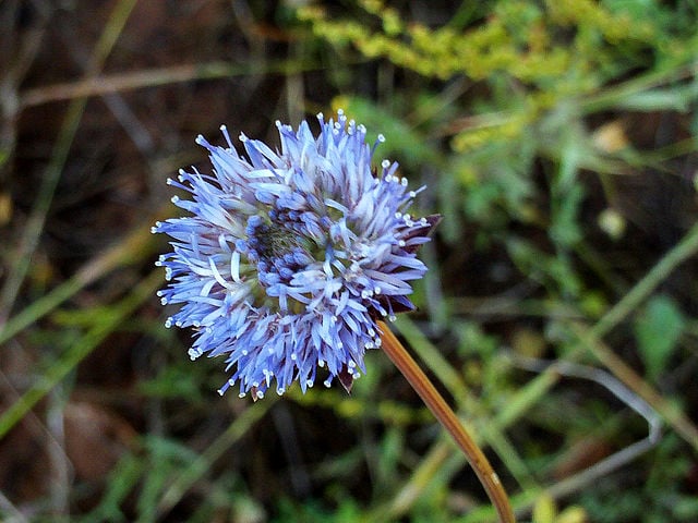 Image of Jasione laevis (Shepherd’s Scabious)