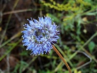 Jasione laevis (Shepherd’s Scabious)