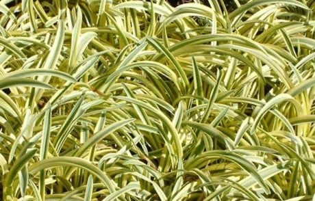Image of Agapanthus 'Summer Gold'