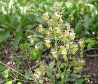 Thalictrum dioicum (Early Meadow Rue)