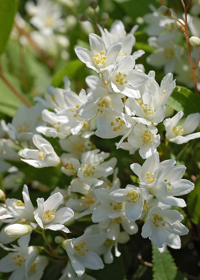 Image of Deutzia gracilis 'Nikko'