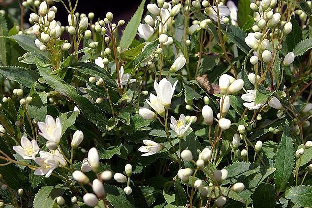 Image of Deutzia gracilis 'Nikko'