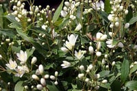 Image 2 of Deutzia gracilis 'Nikko'