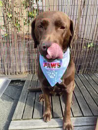 Image 2 of PAWS