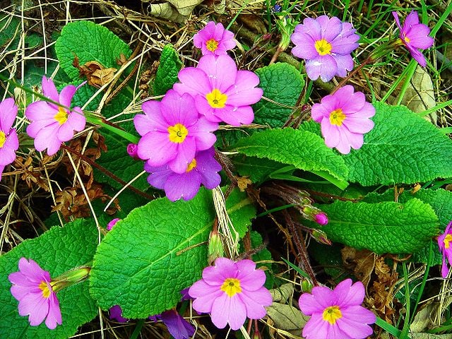 Image of Primula vulgaris subsp. sibthorpii (Primula acaulis subsp. rubra)