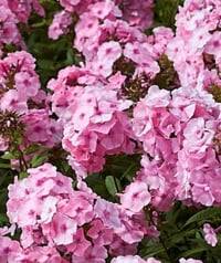 Phlox paniculata 'Mother of Pearl'