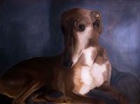 Greyhound