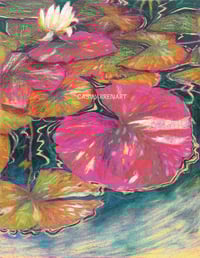 Nymphaea 8.5x11 Print