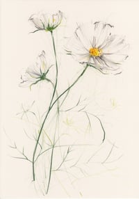 Cosmos study