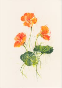 Nasturtium