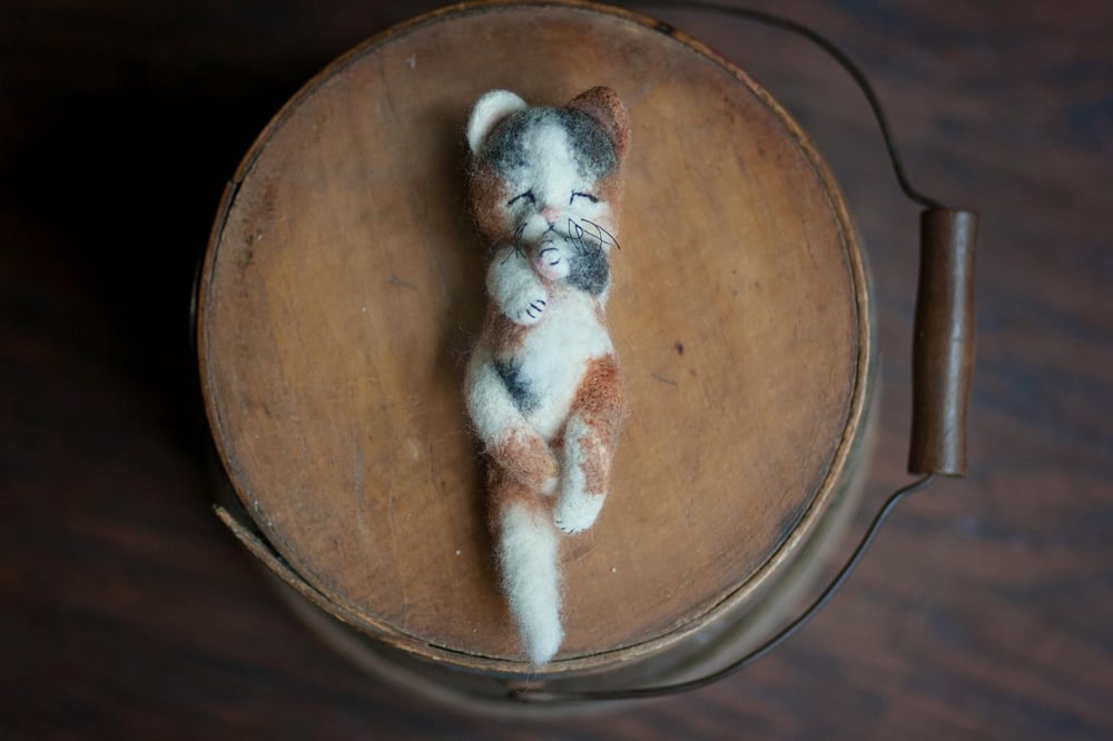 Image of Calico kitten preorder 