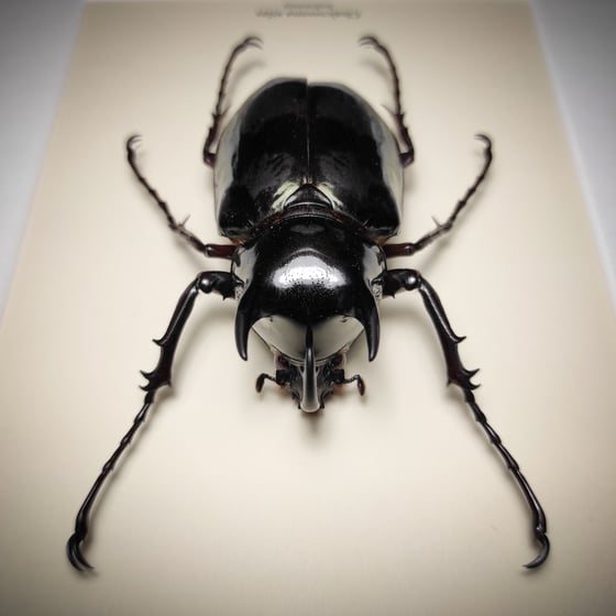 Image of Chalcosoma atlas *Closed Wings