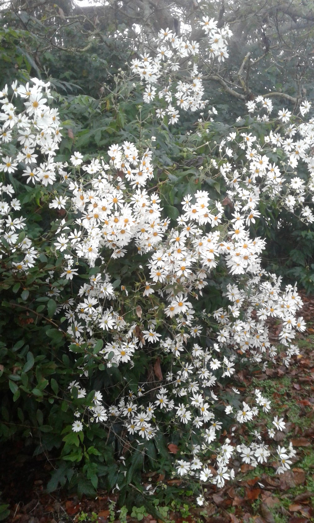 Montanoa grandiflora (Tree Daisy) | Bloomin' Plants and Stitches