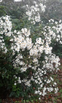 Image 2 of Montanoa grandiflora (Tree Daisy)