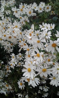 Image 1 of Montanoa grandiflora (Tree Daisy)