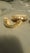Image of Permanent style grills 