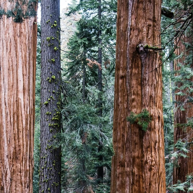 Giant Sequoia | Seed Grow Kit