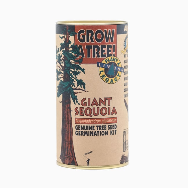 Giant Sequoia | Seed Grow Kit