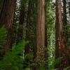 Coast Redwood | Seed Grow Kit