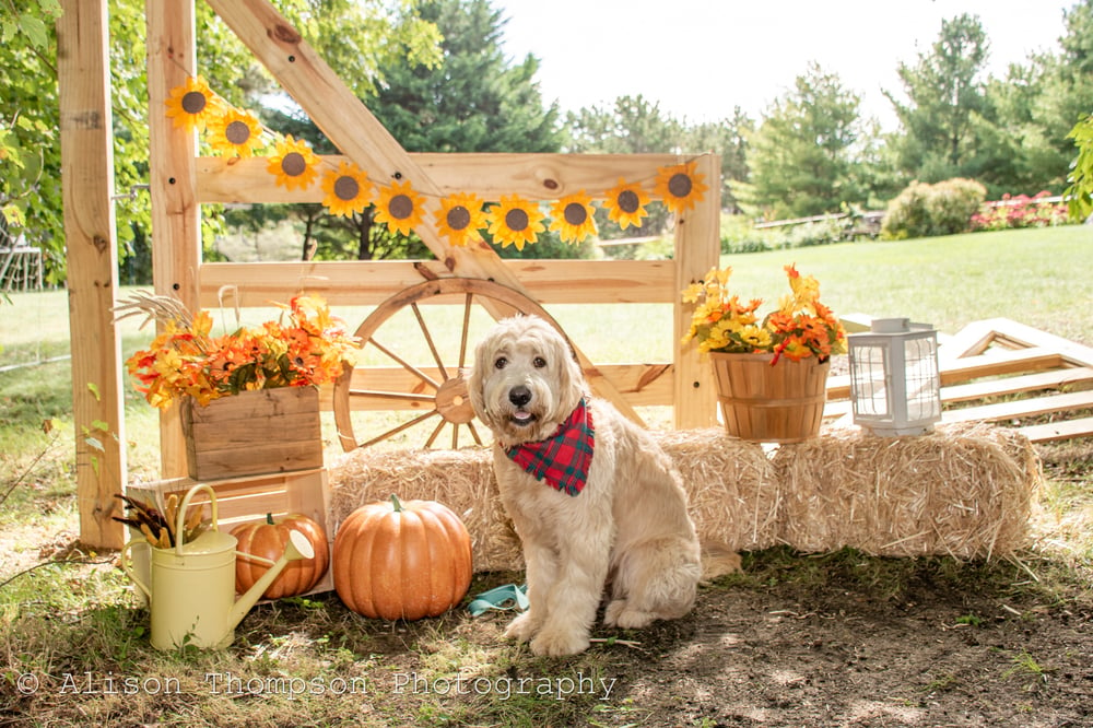Image of Fall Mini Sessions! Lots of looks - choose 1 or all! 