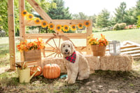 Image 4 of Fall Mini Sessions! Lots of looks - choose 1 or all! 