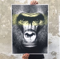 Image 2 of In the Time of Chimpanzees
