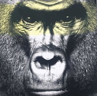 Image 4 of In the Time of Chimpanzees