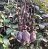 Raw Fluorite Crystal Necklace 